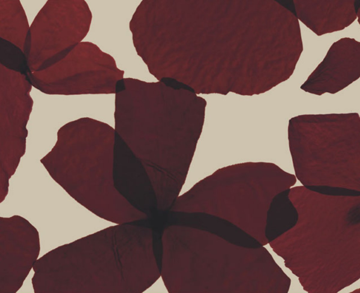 Papier peint Les Commères coloris Bordeaux, motif de pétales d'hortensia bordeaux sur fond greige