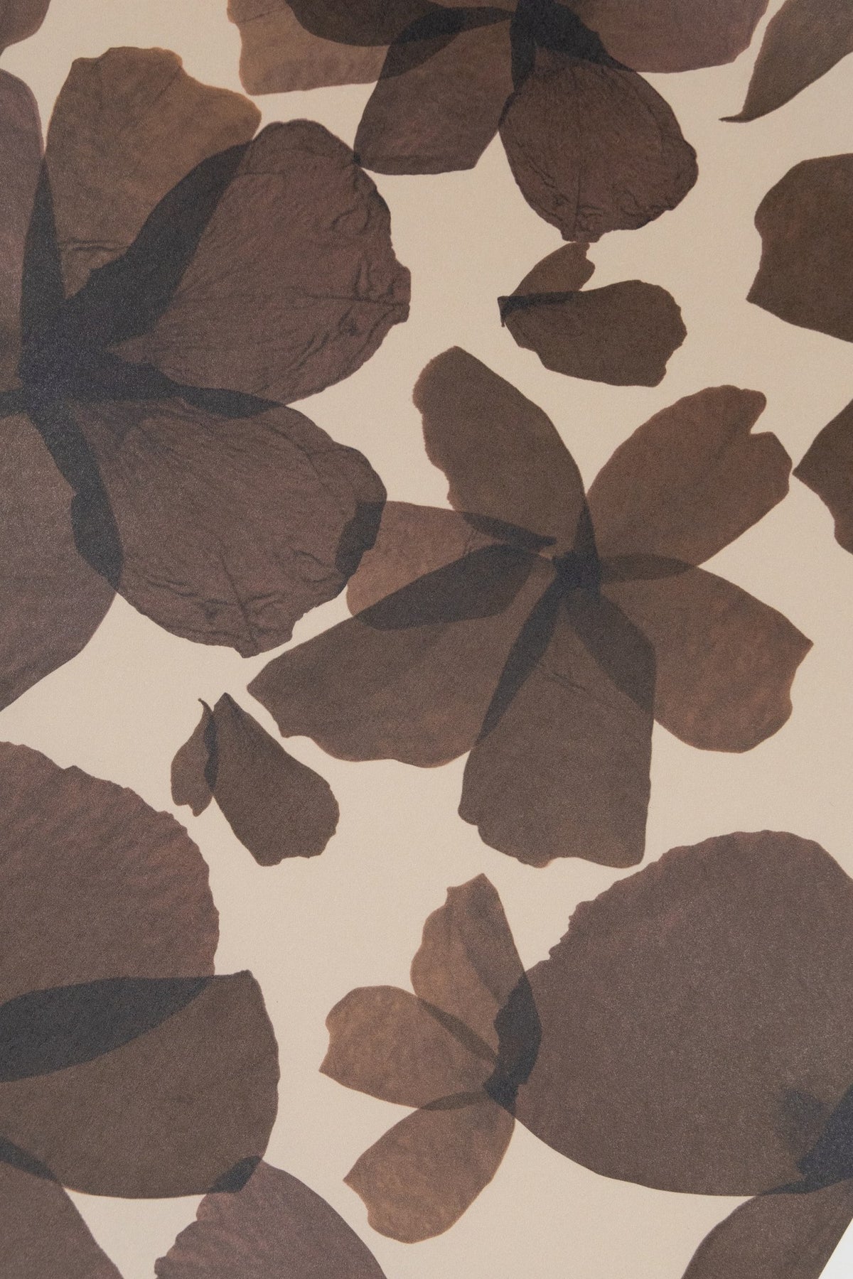 Gros plan du papier peint Les Commères Tabac, pétales d'hortensia en transparence comme à l'aquarelle