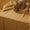 Nappe 